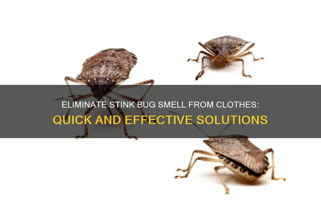 how to get rid of stink bug odor in clothes