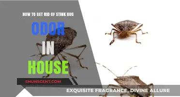Effective Ways to Eliminate Stink Bug Odor from Your Home