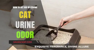 Eliminate Stubborn Cat Urine Smells: Proven Tips for Fresh Air
