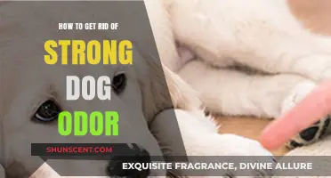 Eliminate Persistent Dog Odor: Effective Tips for a Fresh-Smelling Home