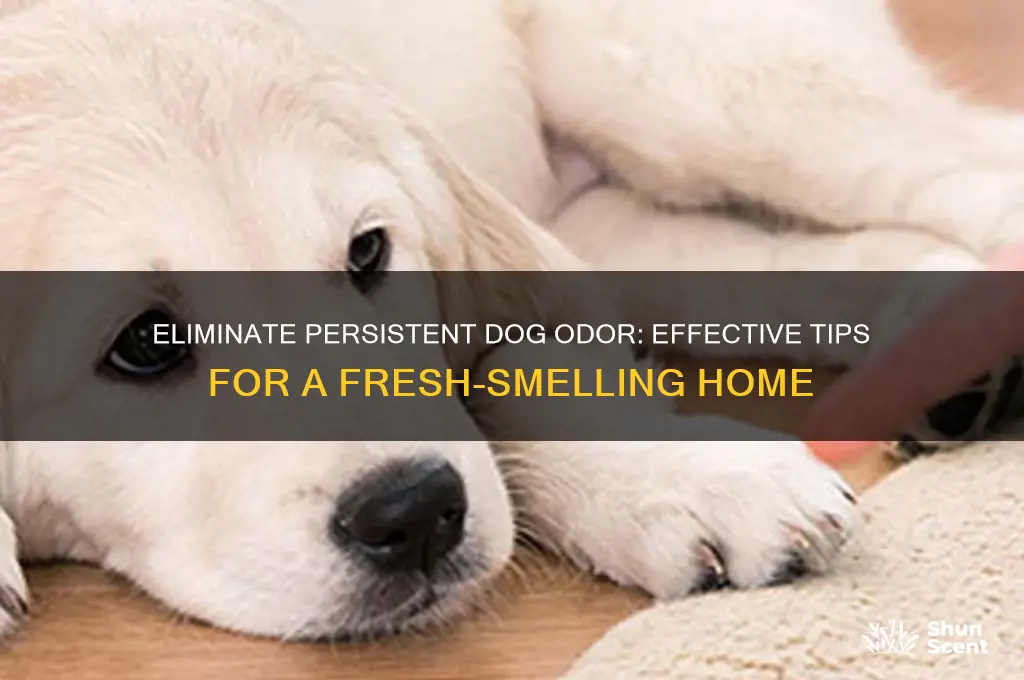 how to get rid of strong dog odor