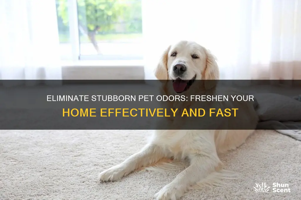 how to get rid of strong pet odor in house