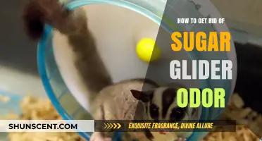 Eliminate Sugar Glider Odor: Effective Tips for a Fresh-Smelling Pet