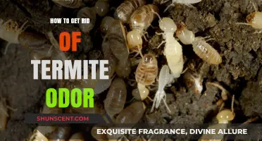 Eliminate Termite Odor: Effective Tips for a Fresh, Pest-Free Home