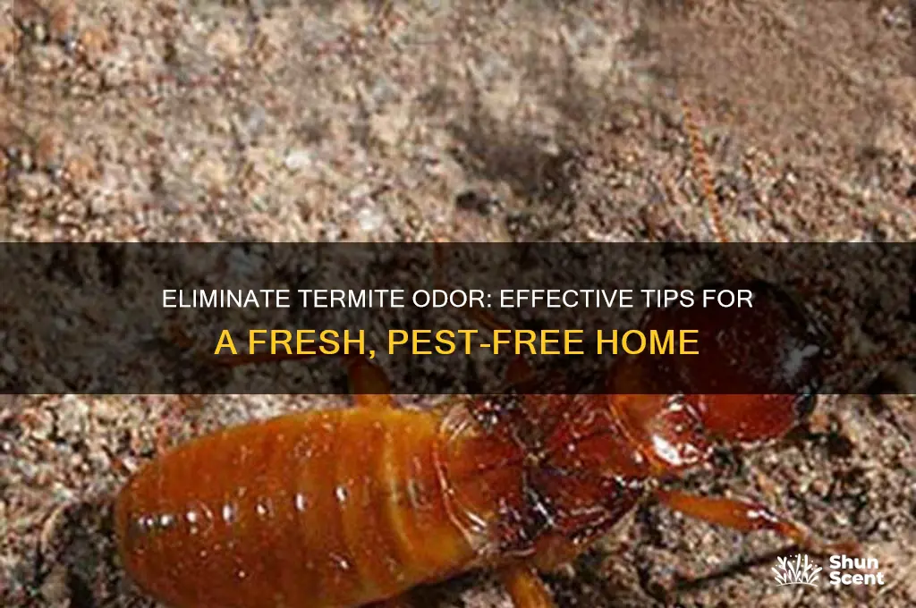how to get rid of termite odor