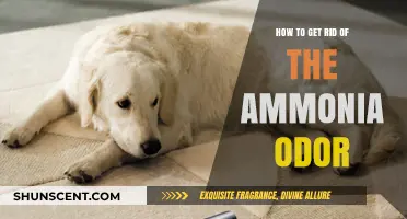 Effective Ways to Eliminate Stubborn Ammonia Odors from Your Space