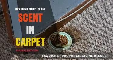Effective Ways to Eliminate Lingering Cat Odor from Your Carpet
