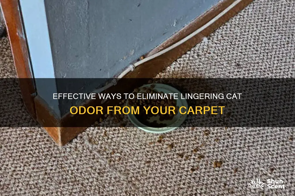 how to get rid of the cat scent in carpet