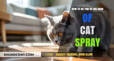 Effective Ways to Eliminate Cat Spray Odor from Your Home