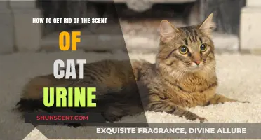 Effective Ways to Eliminate Cat Urine Smell from Your Home