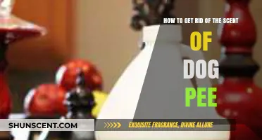 Effective Ways to Eliminate Dog Urine Odor from Your Home
