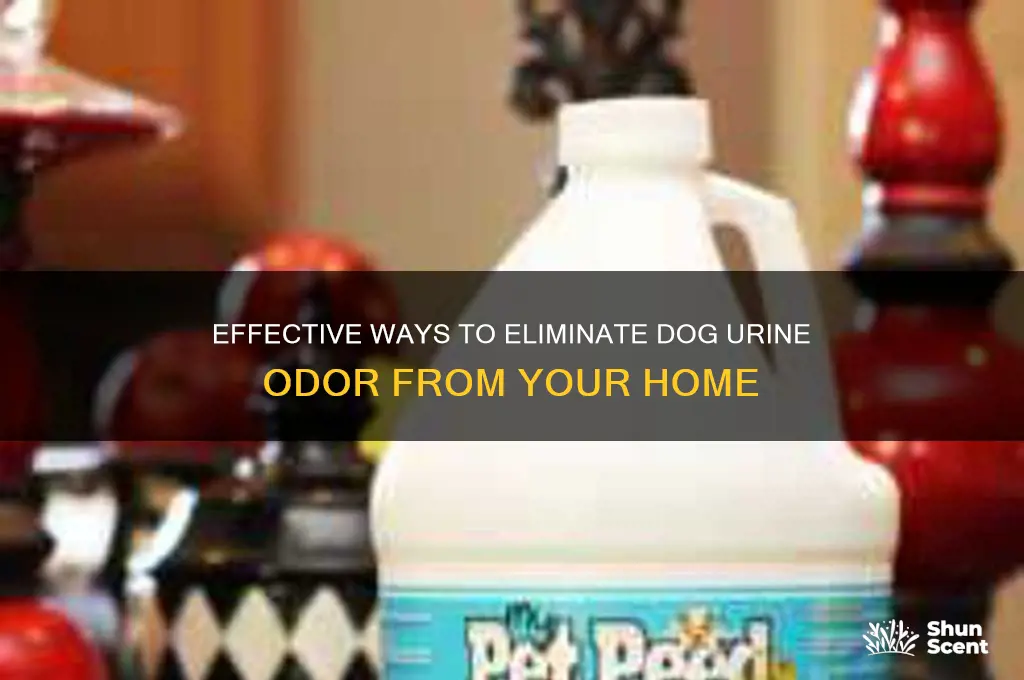 how to get rid of the scent of dog pee