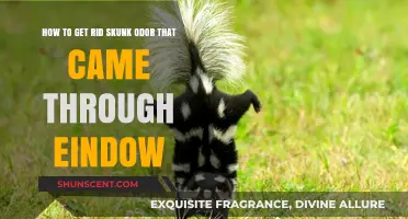 Fresh Air, Fresh Start: Eliminating Skunk Odor from Your Home