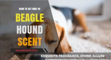 Effective Ways to Eliminate Beagle Hound Scent from Your Home