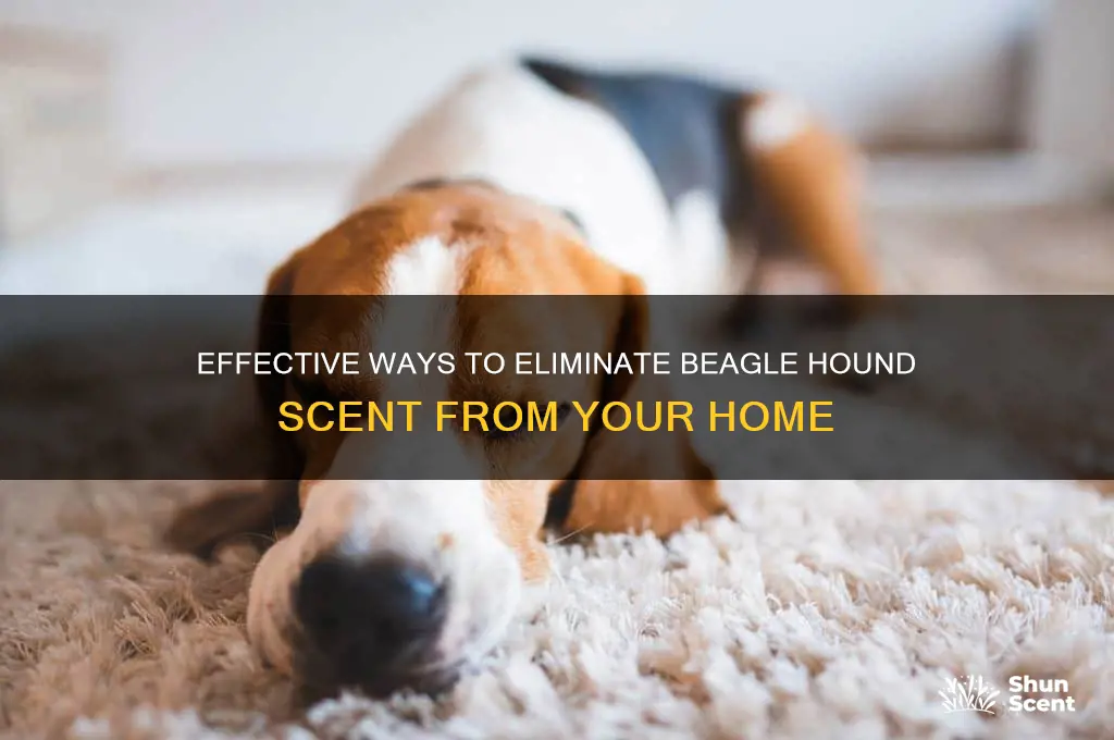how to get ride of beagle hound scent
