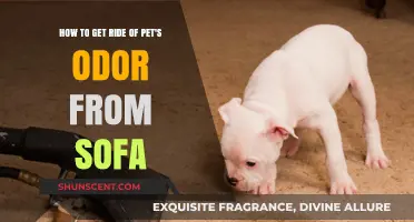 Freshen Up Your Sofa: A Guide to Removing Pet Odors