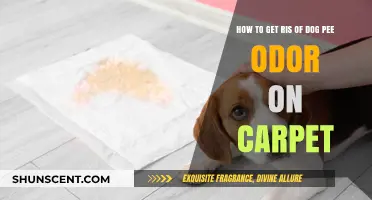 Effective Tips to Eliminate Dog Pee Odor from Carpets