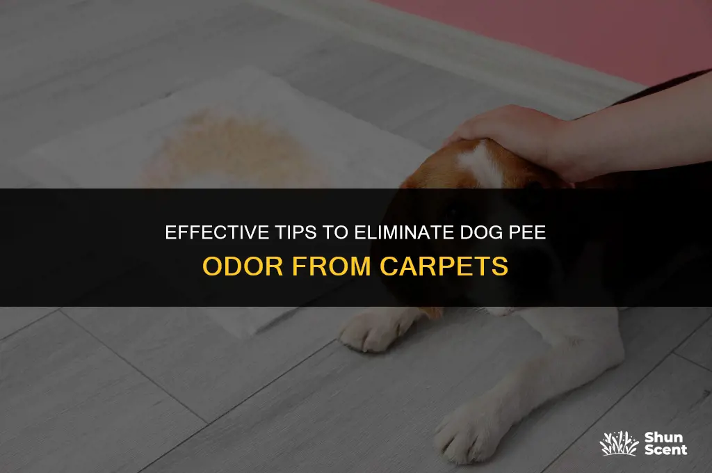 how to get ris of dog pee odor on carpet