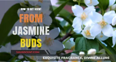 Extracting Jasmine Buds' Fragrant Essence: A Simple Scent Guide