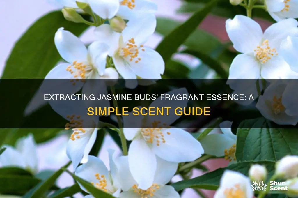 how to get scent from jasmine buds
