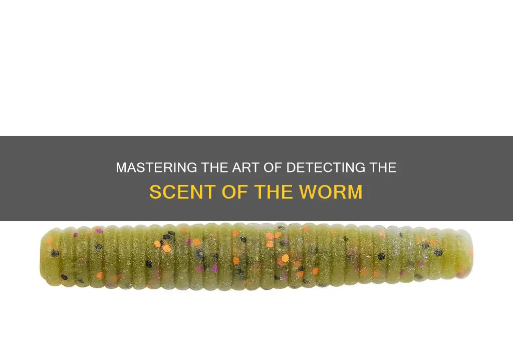 how to get scent of the worm