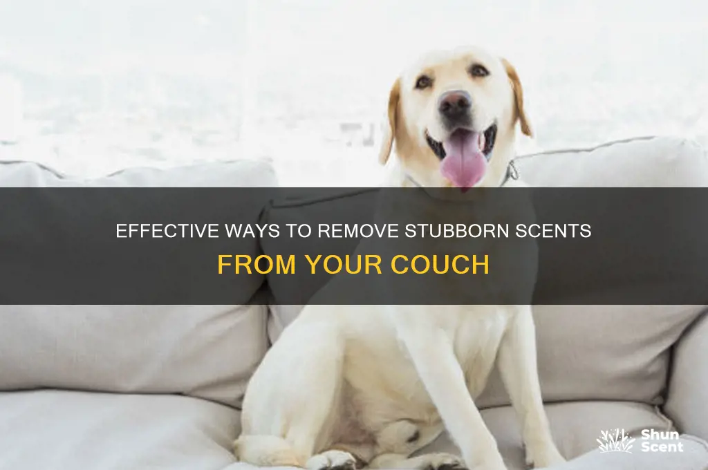 how to get scent out of a couch