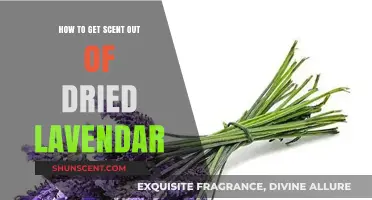 Reviving Fragrance: Effective Methods to Extract Scent from Dried Lavender