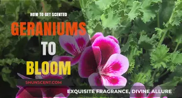 Unlocking Scented Geranium Blooms: Essential Tips for Vibrant Flowers