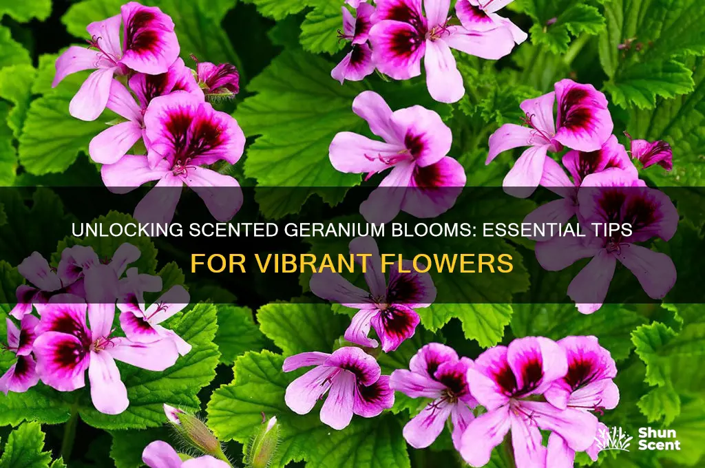 how to get scented geraniums to bloom