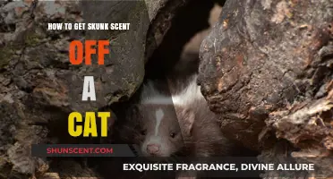 Effective Ways to Remove Skunk Smell from Your Cat Safely
