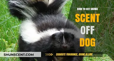 Effective Ways to Remove Skunk Smell from Your Dog Quickly
