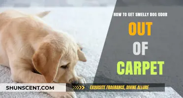 Freshen Up Your Home: Effective Tips to Eliminate Dog Odor from Carpets