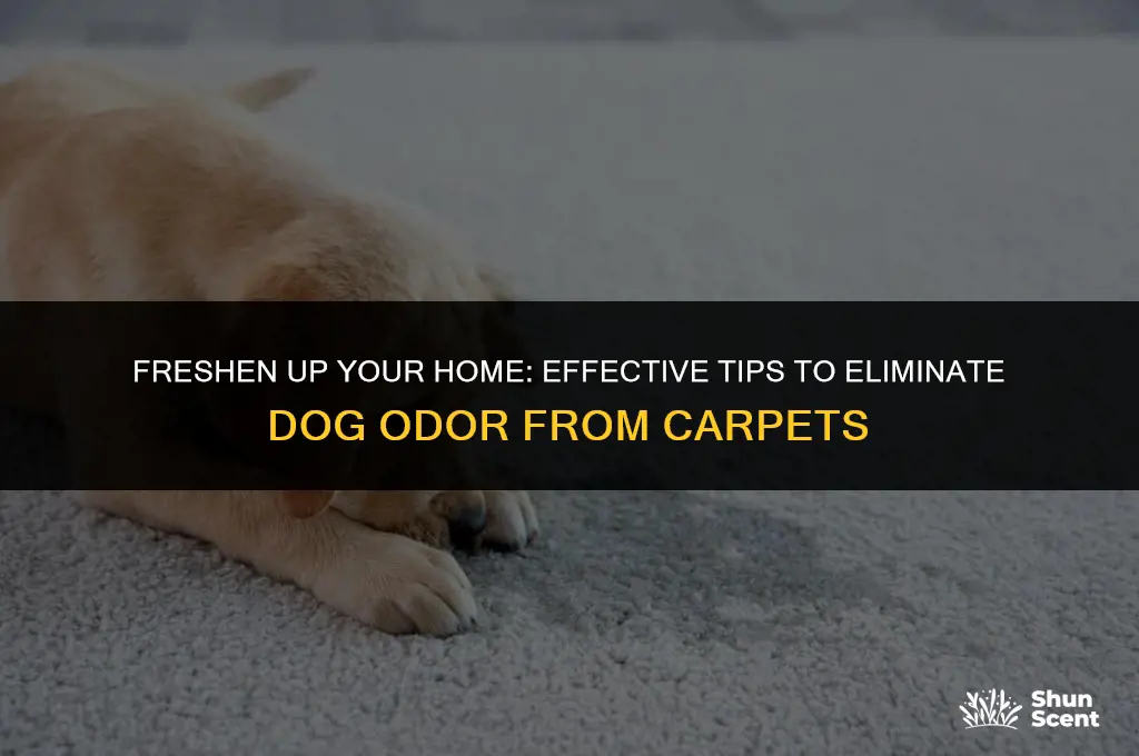how to get smelly dog odor out of carpet