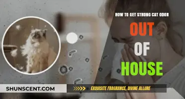 Eliminating Persistent Cat Odor: A Comprehensive Guide for Homeowners