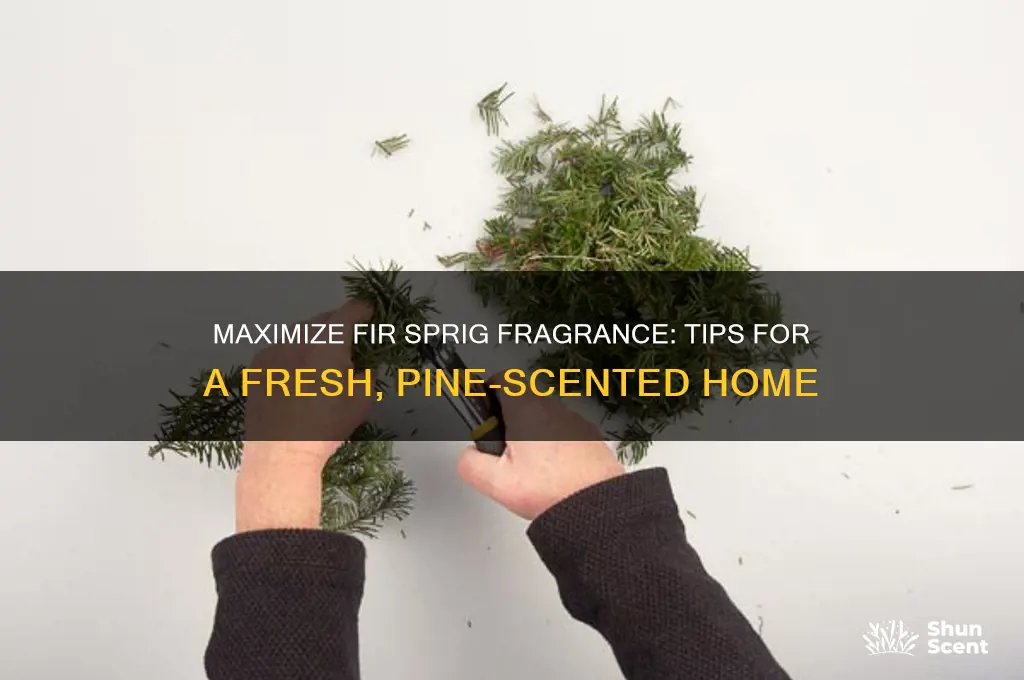 how to get the best scent out of fir sprigs