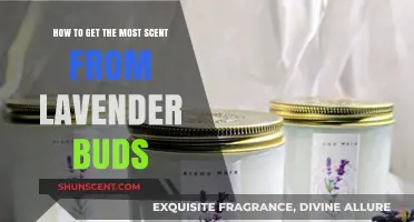 Maximize Lavender Bud Aroma: Simple Tips for Stronger Scent