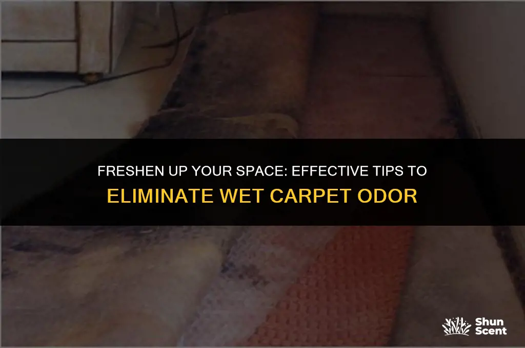 how to get the odor out of wet carpet
