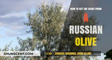 Extracting the Fragrant Essence: A Guide to Russian Olive Scent