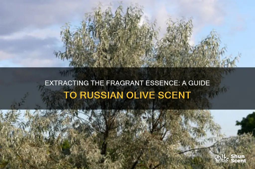 how to get the scent from a russian olive