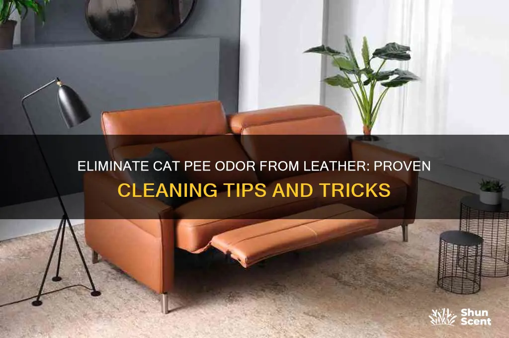 how to get the scent of cat pee from leather
