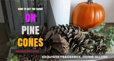 Enhance Your Home with Pine Cone Scents: A Simple Guide