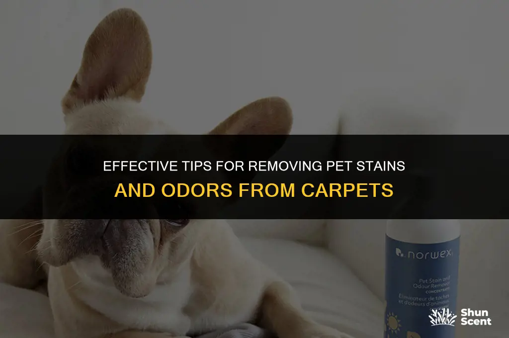 how to get up pet stains and odor from carpet