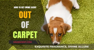 Effective Ways to Remove Urine Smell from Your Carpet