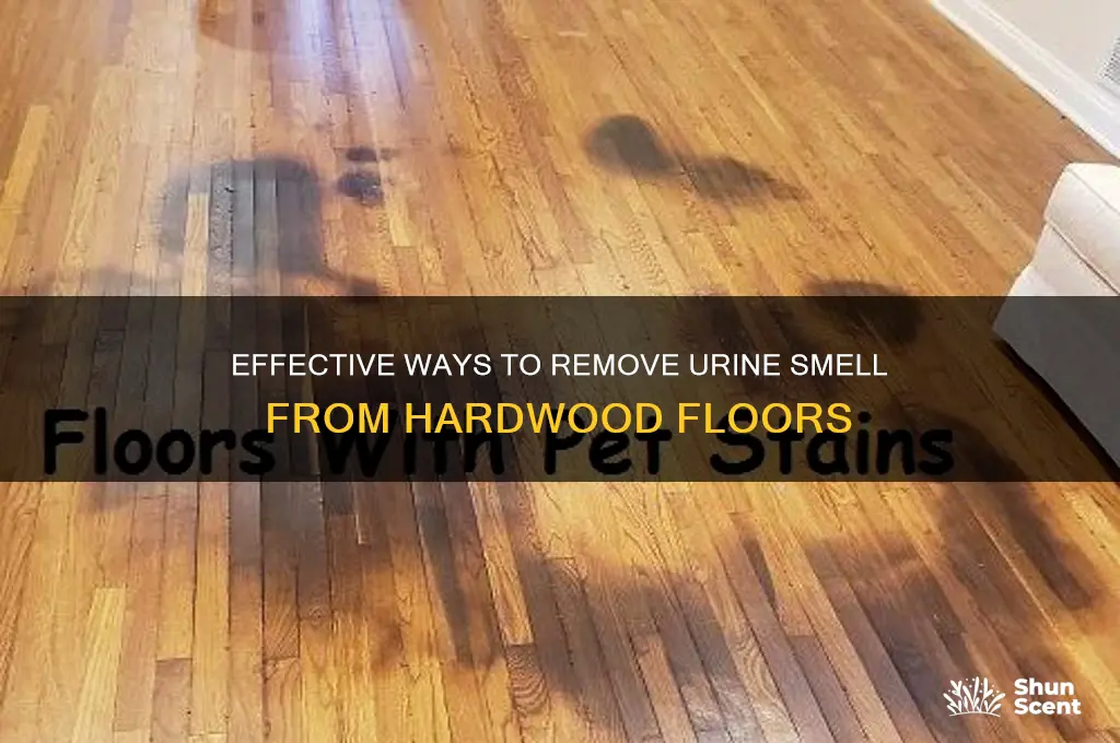 how to get urine scent out of hard wood floors