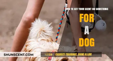 Transfer Your Scent to Objects: A Guide for Dog Owners