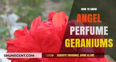 Cultivating Fragrant Angel Perfume Geraniums: A Step-by-Step Guide