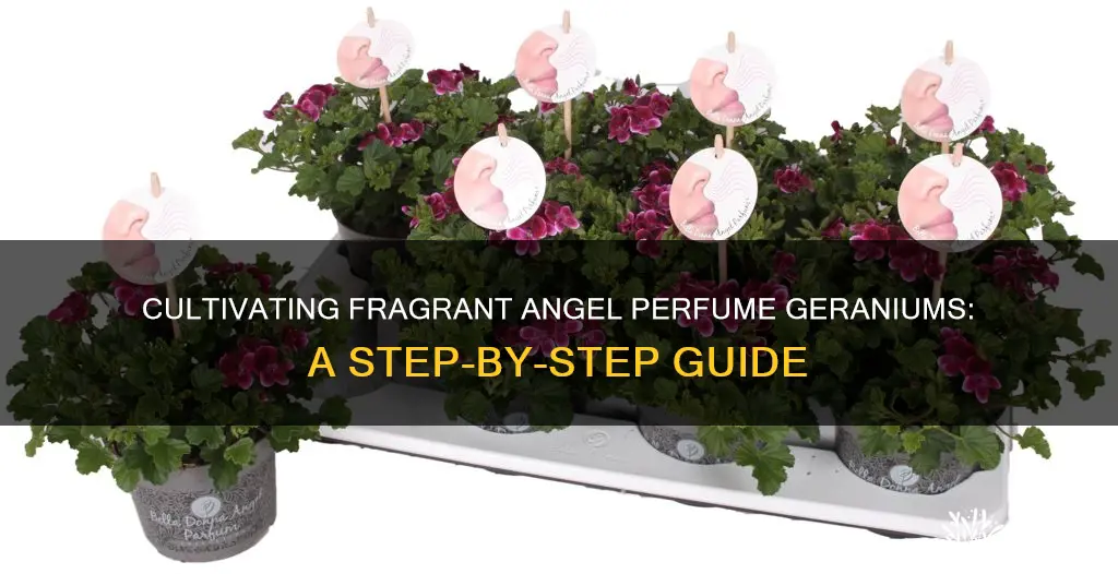 how to grow angel perfume geraniums