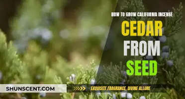 Growing California Incense Cedars: Seed-Starting Guide