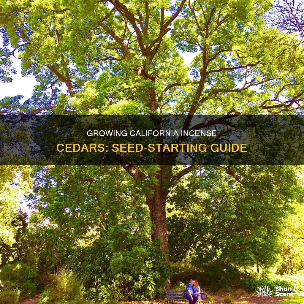 how to grow california incense cedar from seed