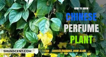 The Secret to Growing Fragrant Chinese Perfume Plants